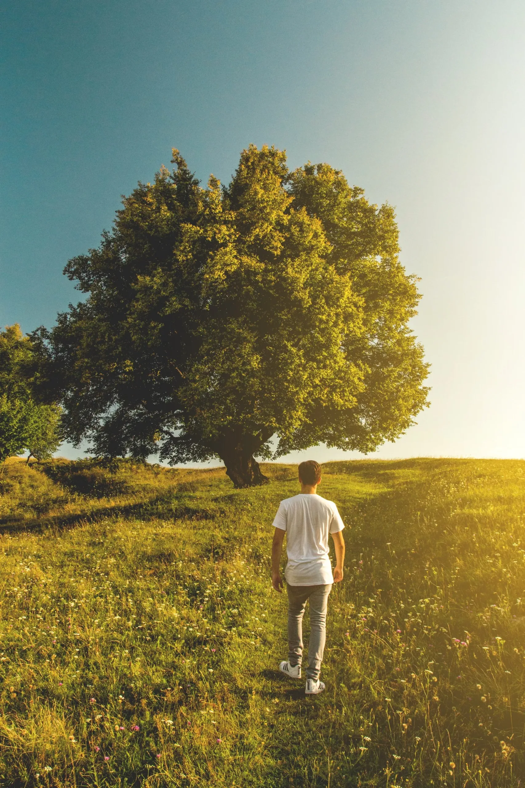 Man walking througha field towards a large tree