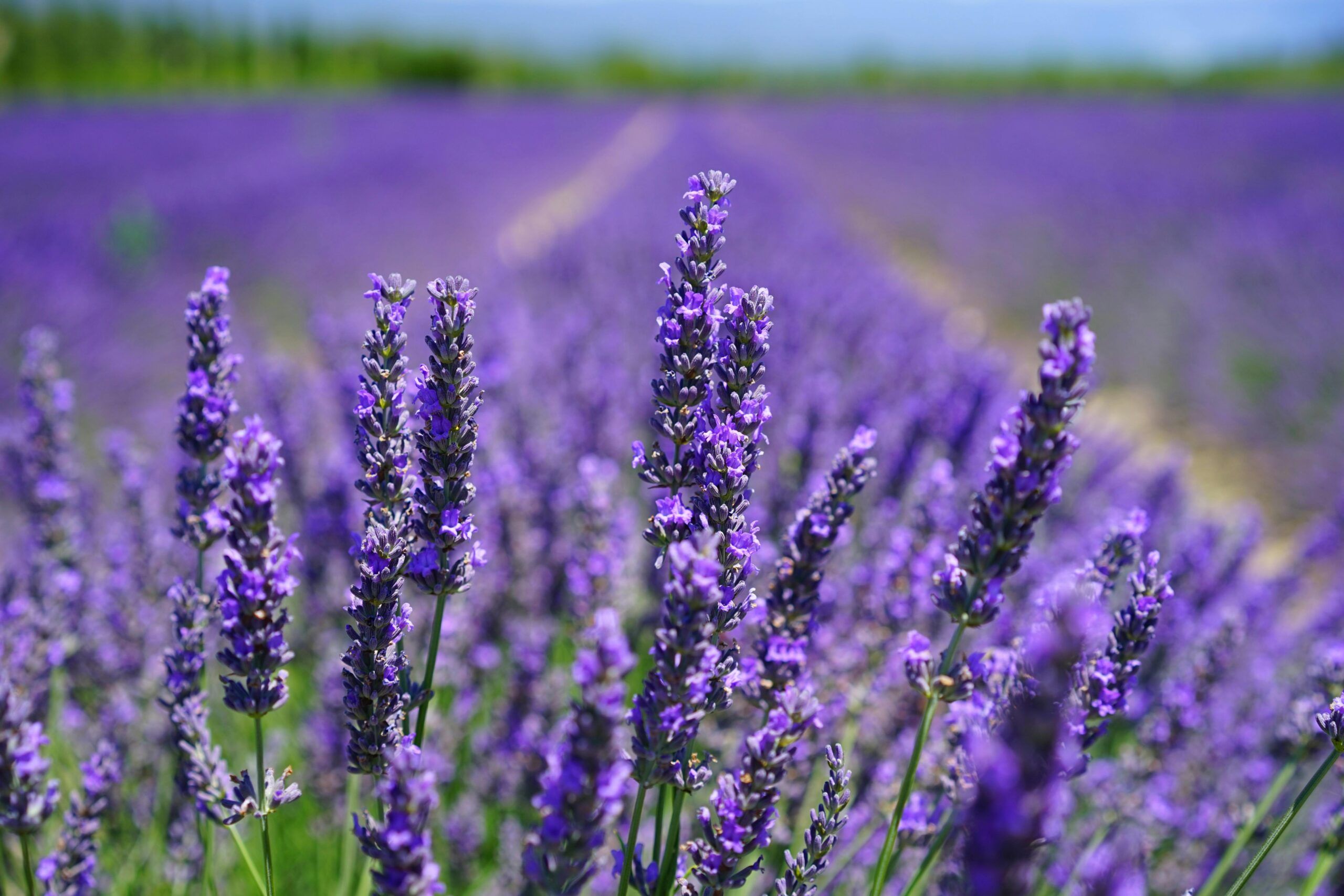 Field of lavendar flowers