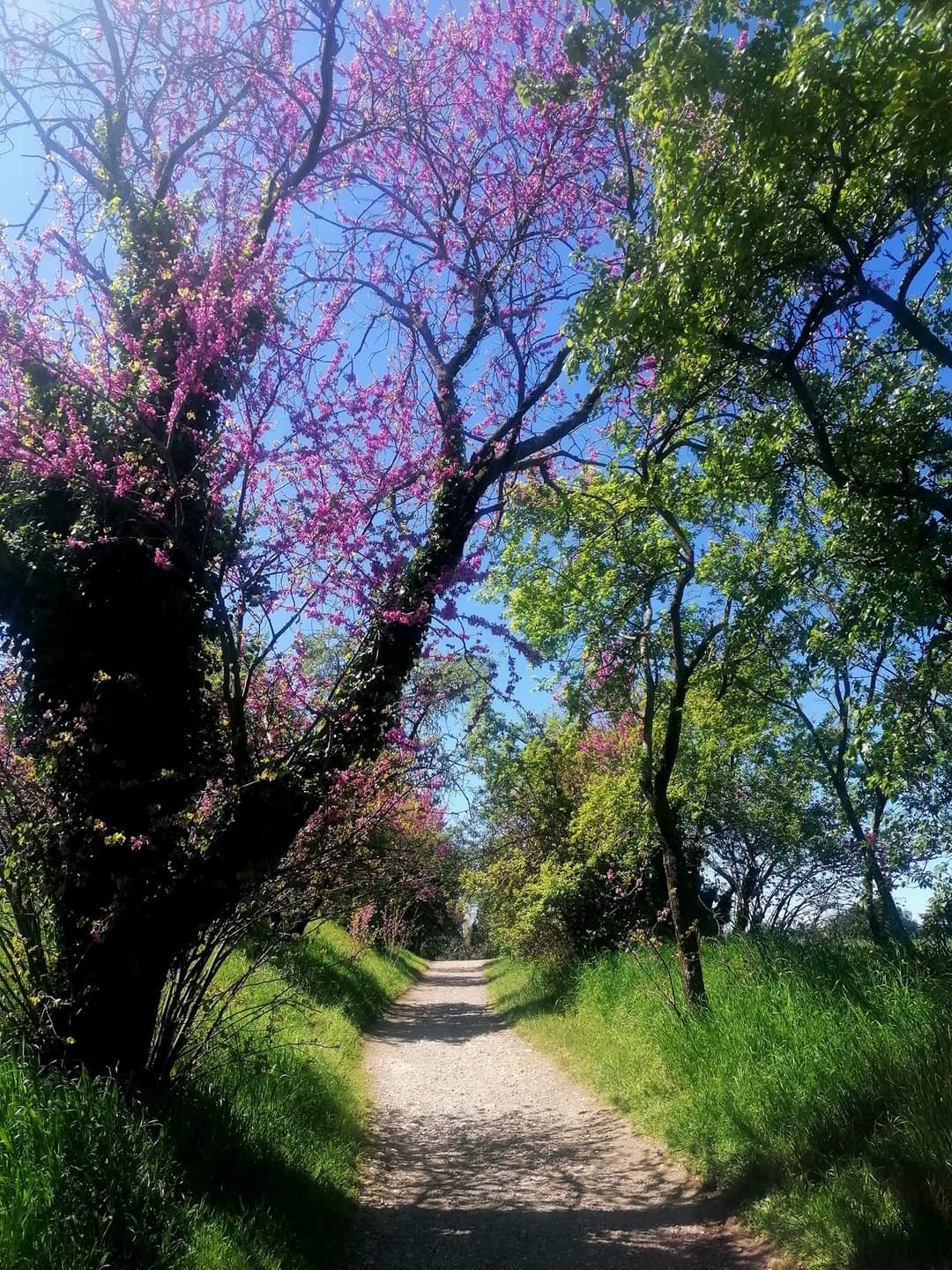 Cherry tree path